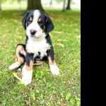 Greater Swiss Mountain Dog hd pics