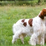 Irish Red and White Setter high quality wallpapers