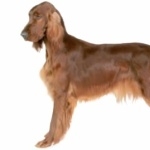 Irish Setter image