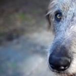 Irish Wolfhound pics