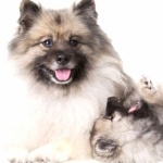 Keeshond wallpaper