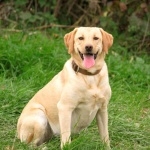 Labrador Retriever hd photos