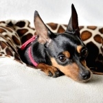 Miniature Pinscher hd