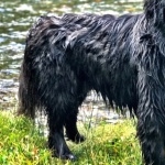 Newfoundland breed hd desktop