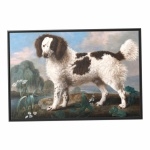 Norfolk Spaniel high quality wallpapers