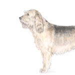 Otterhound 1080p