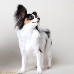 Papillon breed high definition wallpapers