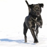 Patterdale Terrier images