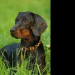 Polish Hunting Dog free