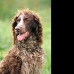 Pont-Audemer Spaniel pic