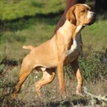 Portuguese Pointer pic