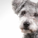 Pumi breed high quality wallpapers