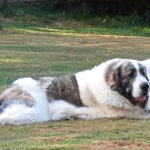 Pyrenean Mastiff image