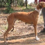 Rajapalayam breed photo