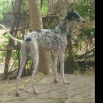 Rampur Greyhound cute