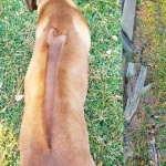 Rhodesian Ridgeback photos