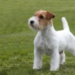 Russell Terrier free