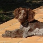 Saint-Usuge Spaniel free