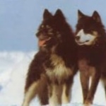 Sakhalin Husky 2025