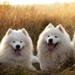 Samoyed breed hd pics