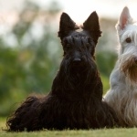 Scottish Terrier high definition wallpapers