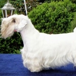 Sealyham Terrier wallpapers for desktop