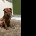 Shar Pei hd