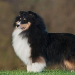 Shetland Sheepdog free