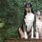 Smooth Collie pic