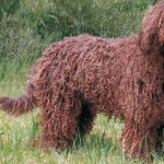 Spanish Water Dog free