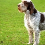 Spinone Italiano background