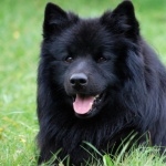 Swedish Lapphund wallpapers