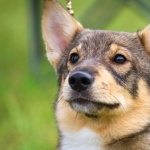 Swedish Vallhund wallpaper