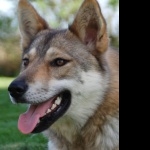 Tamaskan Dog breed