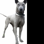 Thai Ridgeback new wallpaper