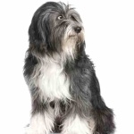 Tibetan Terrier background