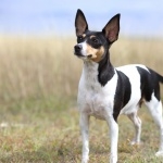 Toy Fox Terrier new wallpapers