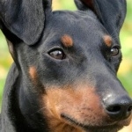 Toy Manchester Terrier full hd