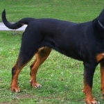 Transylvanian Hound breed