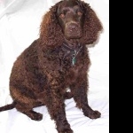 Tweed Water Spaniel hd desktop