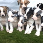 Welsh Sheepdog image