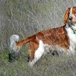 Welsh Springer Spaniel high definition wallpapers