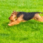 Welsh Terrier widescreen