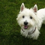 West Highland White Terrier wallpaper