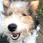 Wire Fox Terrier free