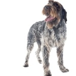 Wirehaired Pointing Griffon wallpapers for desktop