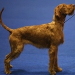 Wirehaired Vizsla breed