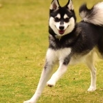 Alaskan Klee Kai funny