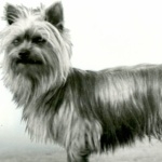 Australian Silky Terrier free download