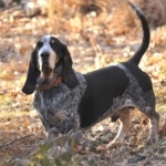 Basset Bleu de Gascogne wallpapers